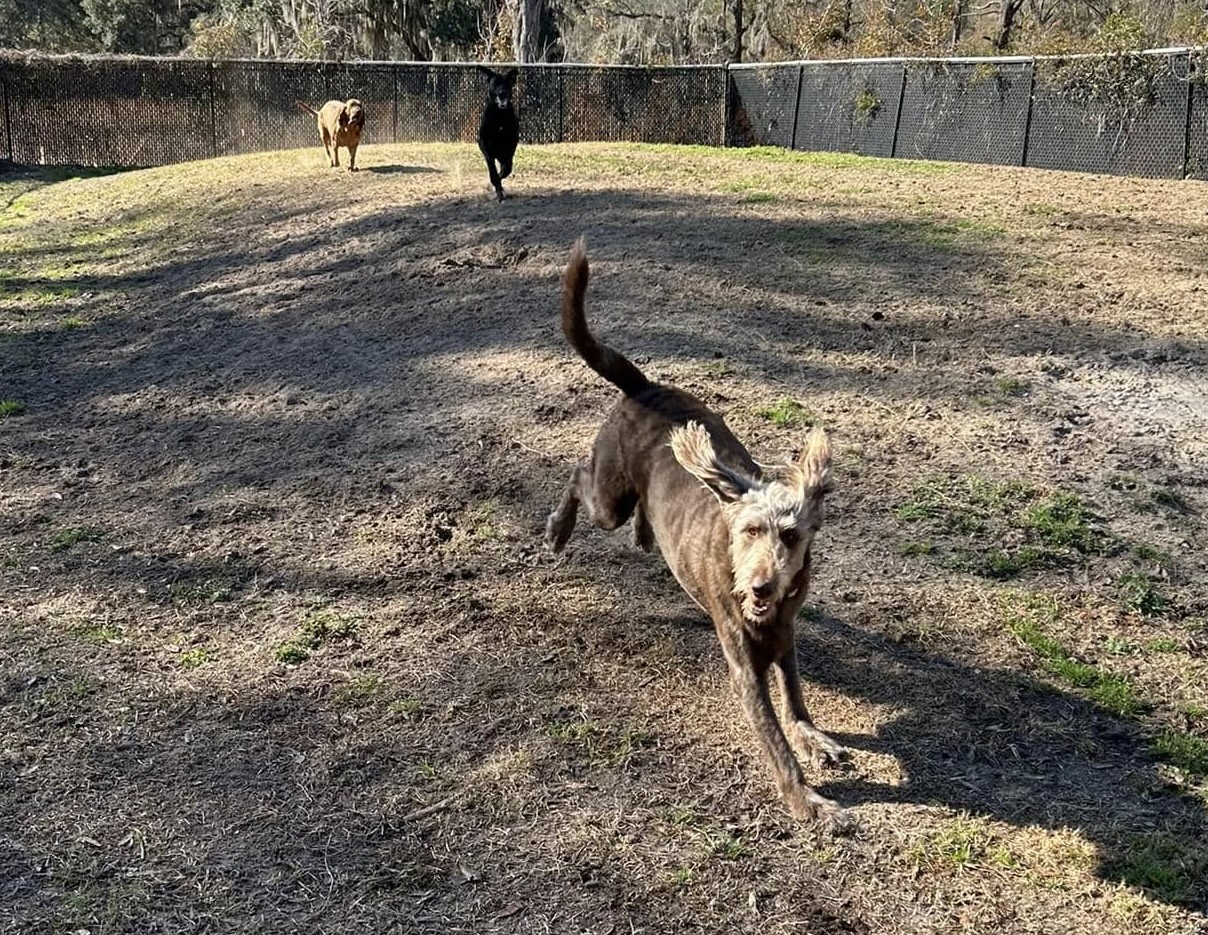 Doggy Daycare