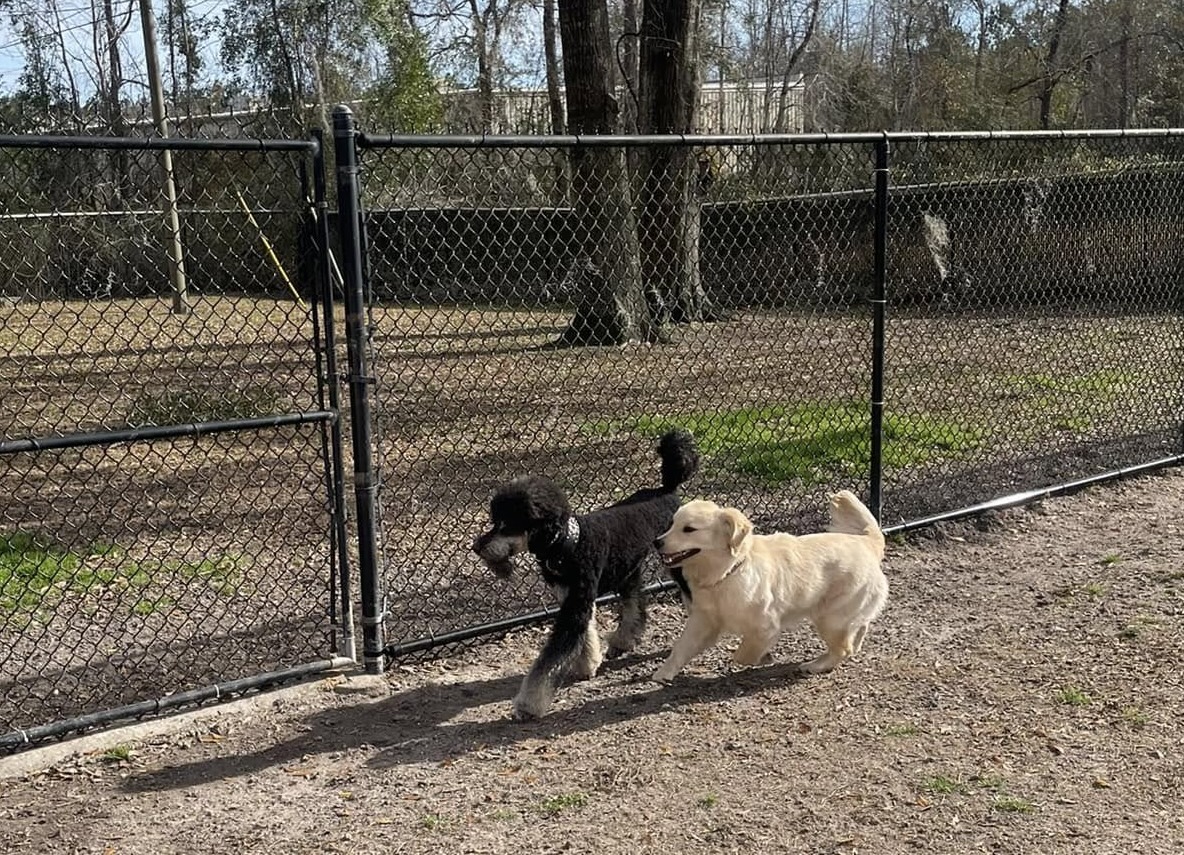 Doggy Daycare